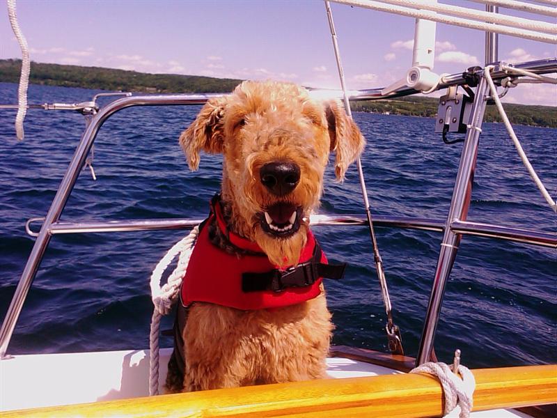 Windfiddlers first mate, Chiefy, an airedale who absolutely loves sailing. &copy Tom Foster